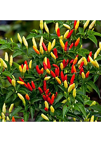 Hạt giống Ớt hiểm ba màu VTP149