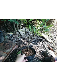 Cây cà na thái giống - Cà na tứ quý - cây ăn quả + tặng phân bón cho cây