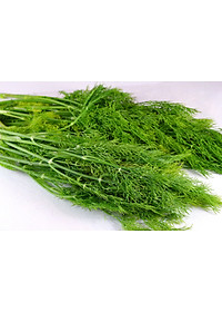 Hạt giống Thì Là bốn mùa VTS83