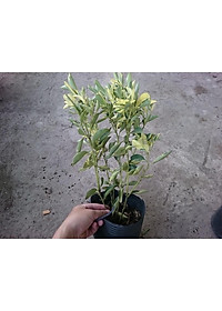 Cây Tắc Cẩm Thạch - cây cảnh để bàn + tặng phân bón cho cây