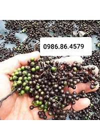 Tiêu rừng Kon Tum ( màng tang) hút chân không