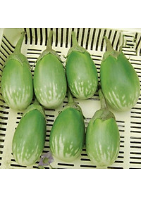 Hạt giống Cà Trứng Rồng F1 giống kháng bệnh quả giòn ngọt VTS178