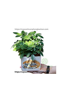 product-img-6