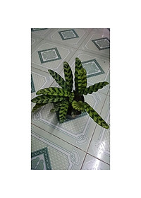 Cây Đuôi Phụng - cây cảnh để bàn