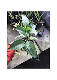 Cây Tên Lửa - Cây cảnh vườn + Tặng phân bón cho cây mau lớn