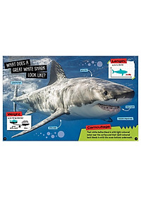 Sharks And Other Creatures Of The Deep