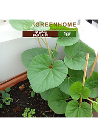 Hạt Giống Bầu Lai Greenhome, Gói 1gr~10 hạt, Dễ Trồng Quanh Năm, Nảy Mầm Cao, Thu Hoạch Nhanh, Năng Suất Cao T09