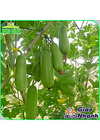 Hạt Giống Bầu Sao Lai F1 Trái Dài, Siêu Đậu Trái, Dễ Trồng - Hạt giống Rạng Đông