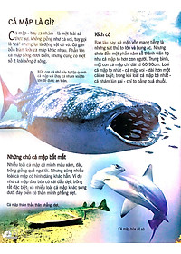 Sách Bách Khoa Tri Thức Về Khám Phá Thế Giới Cho Trẻ Em - Cá Mập (Tái Bản 2018)