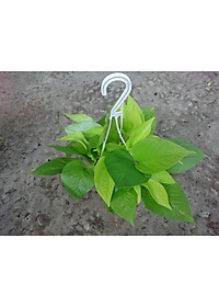 Cây Trầu Bà Tim Vàng - cây cảnh để trong nhà + tặng phân bón cho cây