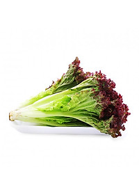 Hạt Giống Xà Lách Tím Lollo Rossa