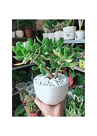 Cây Ngọc Bích (Xanh) - cây cảnh để bàn