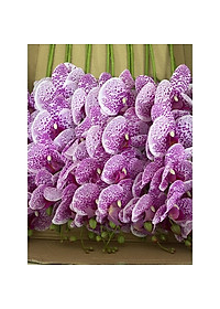 Cành lan hồ điệp giả cao cấp - 1 cành - 9 bông - dài 100cm - Cây giả, hoa lụa Decor trang trí nhà cửa