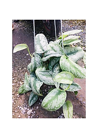 Cây trầu bà pháp - cây cảnh để trong nhà + tặng phân bón cho cây