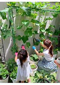 Lưới làm giàn cây leo, nhiều kích thước , độ bền cao, dễ lắp đặt, làm giàn bầu, mướp, bầu, bí