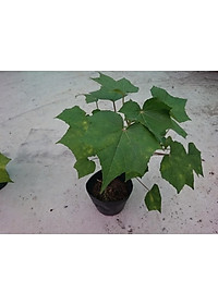 Cây giống hoa phù dung - cây cảnh trong nhà + tặng phân bón cho cây