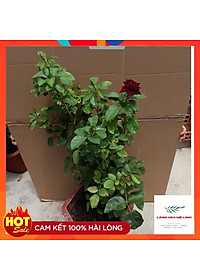 product-img-9