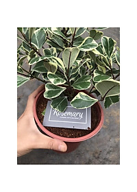 Cây BÀNG CẨM THẠCH - Bàng Trái Tim Mini để bàn