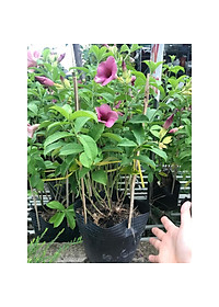 Cây huỳnh anh tím giống mới + Tặng phân bón cho cây mau lớn