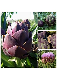 Hạt giống Atiso Đà lạt - Atiso tím VTS11