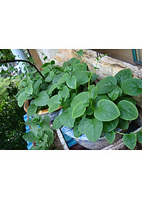 Bộ 2 Gói Hạt Giống Mồng Tơi Cao Sản Phú Nông (20g / Gói)