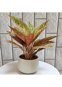 Cây Thịnh Vượng - cây cảnh để bàn + tặng phân bón cho cây