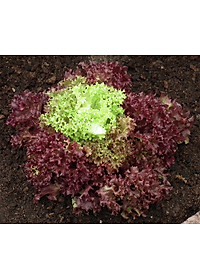 Bộ 2 Gói Hạt Giống Xà Lách Tím Lollo Rossa Phú Nông PN131981 (2g / Gói)