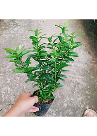 Mẫu đơn ngũ sắc - cây cảnh để bàn + tặng phân bón cho cây