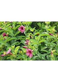 Cây huỳnh anh tím giống mới + Tặng phân bón cho cây mau lớn