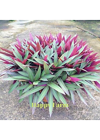 Cây Sò Huyết ( cây lẻ bạn ) - cây cảnh mini - cây cảnh vườn