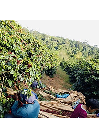 Hộp Quà Cà Phê Cầu Đất Dalat Farm - Arabica - Robusta - Phin (Dạng bột)