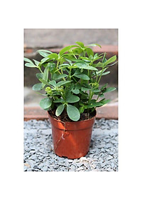 Cây Ngũ Gia Bì - Cây Đuổi Muỗi - cây cảnh để bàn