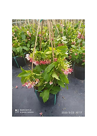 Trang leo sử quân tử - Cây cảnh trang trí + Tặng phân bón cho cây