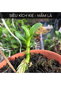 [Quà Tặng] Kích thích ra rễ cực mạnh ROOTKING lọ 20ml, dùng giâm chiết cành, kích rễ, hàng công ty