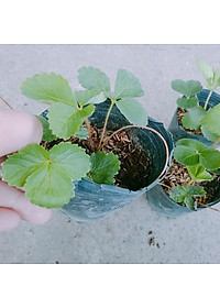 Cây dâu tây hana giống chịu nhiệt quả to siêu ngọt - cây ăn quả + tặng phân bón