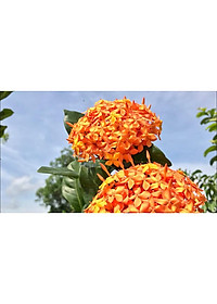 Mẫu Đơn Mỹ Cam - Cây Bông Trang Cam + Tặng phân bón