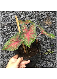 Cây môn đốm đỏ - Cây cảnh để bàn + tặng phân bón cho cây