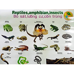 Tranh Treo Tường Cho Bé – Bò Sát, Lưỡng Cư, Côn Trùng
