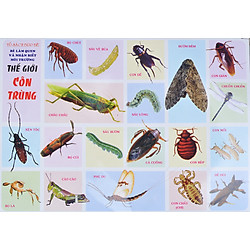 Tranh Thế Giới Côn Trùng