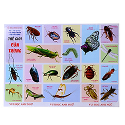 Tranh Thế Giới Côn Trùng (Vui Học Anh Ngữ)