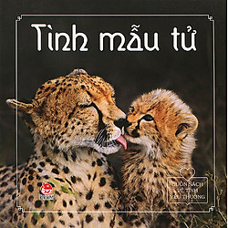 Cuốn Sách Về Tình Yêu Thương – Tình Mẫu Tử