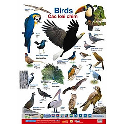 Poster Lớn – Các Loài Chim