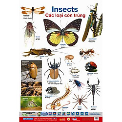 Poster Lớn – Các Loại Côn Trùng 2 – 2014