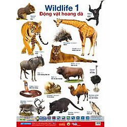 Poster Lớn – Động Vật Hoang Dã 1