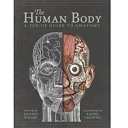 The Human Body : A Pop-Up Guide to Anatomy
