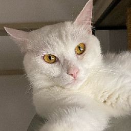 Nguyễn Hoàng Minh