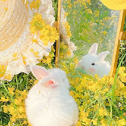 Ánh ngọc Nguyễn