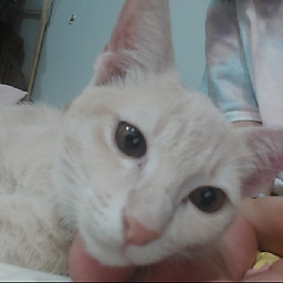 Trần Phương Thảo