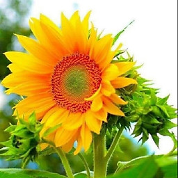 Lê Thị Ngọc Hạnh