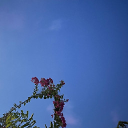 Nguyễn Thanh Long